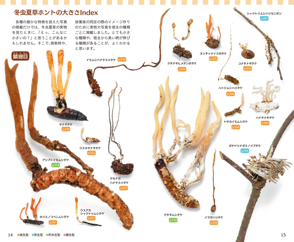 新訂 冬虫夏草ハンドブック